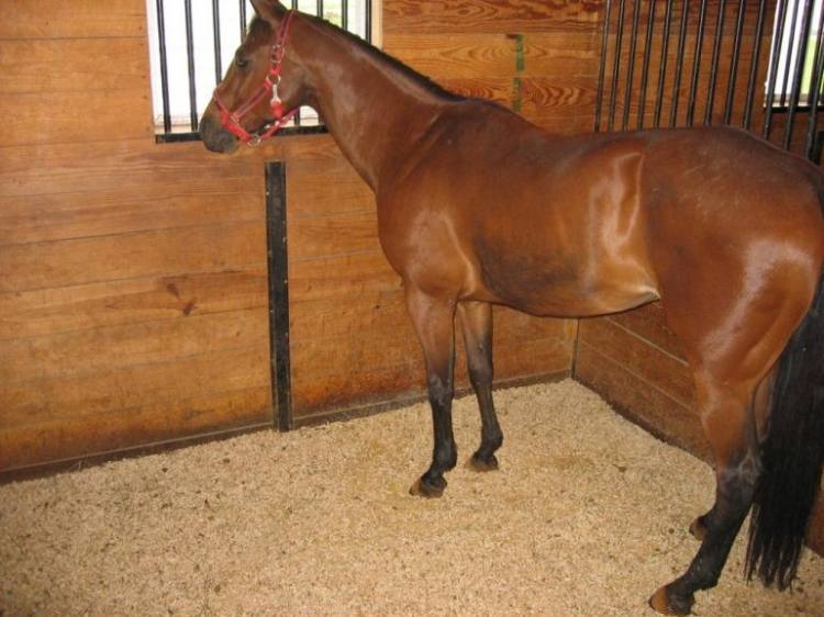 How to use our Premier Wood Pellets for Horse Bedding